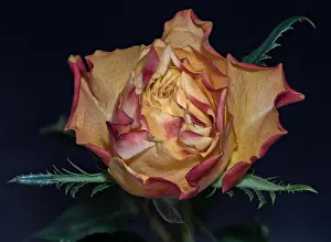 Fine art still life colorful macro image of a single isolated orange red yellow rose blossom with leaves