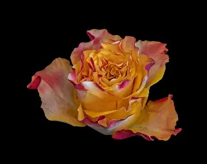 Artful Prints: Fine art still life colorful macro image of a single isolated orange red yellow rose blossom in surrealistic vintage