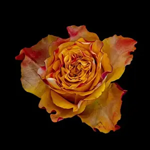 Artful Prints: Fine art still life colorful macro image of a single isolated orange red yellow rose blossom in surrealistic vintage