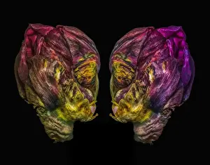 Artful Prints: Fine art still life colorful macro of a pair of tulip blossoms resembling heads of aliens talking seriously