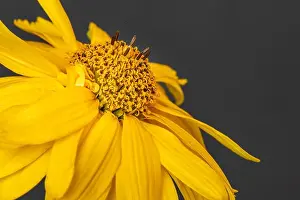 False Prints: Fine art still life colorrful floral macro of a single isolated yellow blooming wide open false sunflower/heliopsis