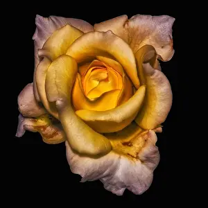 Surrealistic Prints: Fine art still life dark color flower photo of a yellow white rose blossom with detailed texture on black background
