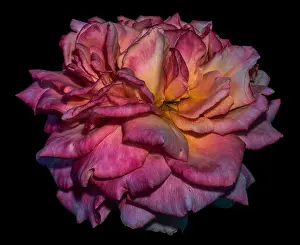 Fine art still life dark color macro flower photography of an isolated red yellow pink blooming rose blossom with