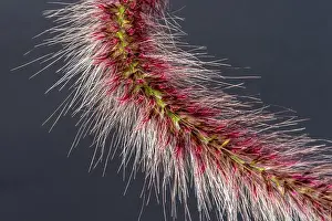 Partial Prints: Fine art still life detailed color macro of a part of a single isolated chinese pennisetum/chinese fountaing/dwarf
