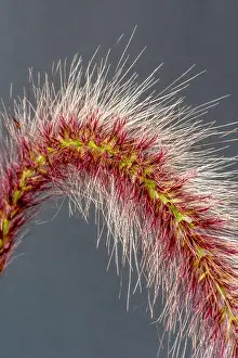 Fine art still life detailed color macro of a single isolated chinese pennisetum/chinese fountaing/dwarf