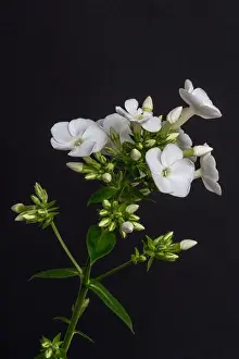 Fine art still life detailed floral macro photography of a single isolated stem of withe phlox with blossoms