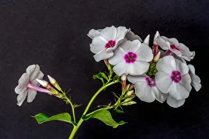 Fine art still life detailed floral macro photography of a single isolated stem of withe pink phlox with blossoms