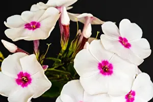 Fine art still life detailed floral macro photography of a single isolated stem of withe pink phlox with blossoms