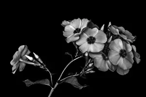 Fine art still life detailed floral monochrome macro photography of a single isolated stem of phlox blossoms