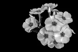 Phlox Prints: Fine art still life detailed floral monochrome macro photography of a single isolated stem of phlox blossoms