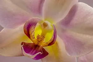 Fine art still life detailed floral pastel color flower macro portrait of a isolated single violet yellow orchid