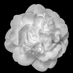 Wide Open Prints: Fine art still life floral bright monochrome blossom macro portrait of a single isolated white fully opened blooming