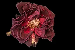 Velvet Prints: Fine art still life floral close up macro of an aged lush purple dark red velvety rose blossom with detailed texture