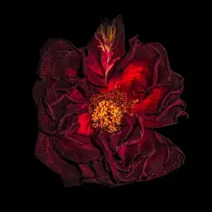 Velvet Prints: Fine art still life floral close up macro of an aged lush purple dark red velvety rose blossom with detailed texture