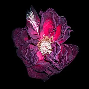 Velvet Prints: Fine art still life floral close up macro of an aged lush violet purple dark red velvety rose blossom with detailed