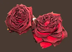 Fading Prints: Fine art still life floral close up macro of a pair of aged lush purple dark red velvety rose blossoms with detailed