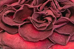 Fine art still life floral close up macro of petals of an aged lush purple dark red velvety rose blossom with detailed