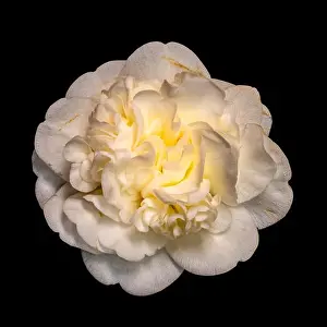 Wide Open Prints: Fine art still life floral color blossom macro portrait of a single isolated yellow white fully opened blooming