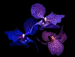 Fine art still life floral color fantasy collage of macro images of a three single isolated dark blue violet orchid