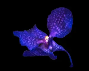 Fine art still life floral color macro image of a single isolated dark blue orchid blossom on black background in