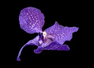 Fine art still life floral color macro image of a single isolated violet orchid blossom on black background in fantasy