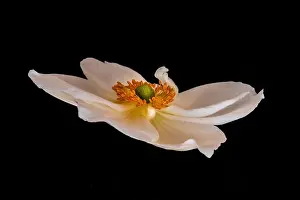 Autumn Anemone Prints: Fine art still life floral color macro image of a single isolated white autumn anemone blossom