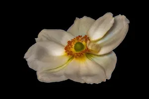 Autumn Anemone Prints: Fine art still life floral color macro image of a single isolated white autumn anemone blossom with detailed texture