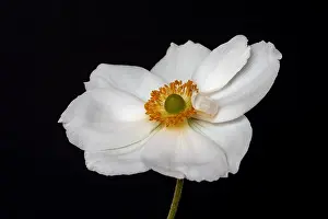 Autumn Anemone Prints: Fine art still life floral color macro image of a single isolated white autumn anemone blossom with stem
