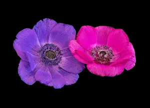 Pistil Prints: Fine art still life floral color macro of an isolated pair of wide open pink violet anemone blossoms with detailed