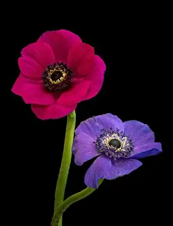 Fine art still life floral color macro of an isolated pair of wide open red blue violet anemone blossoms with detailed