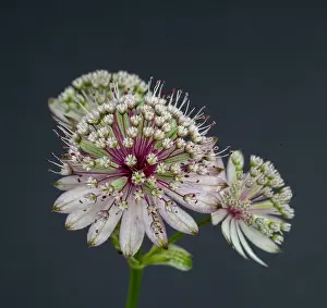 Astrantia Prints: Fine art still life floral color macro portrait of a single isolated flowering stem of astrantia blossoms on gray