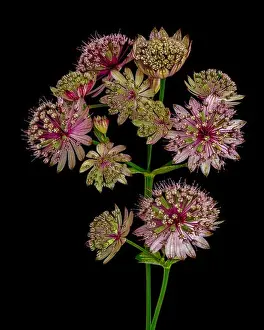 Astrantia Prints: Fine art still life floral color macro of a single isolated flowering stem of astrantia blossoms on black background