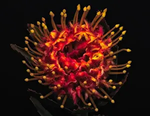 Pincushion Prints: Fine art still life floral color macro of a single isolated red yellow glowing pincushion protea blossom with green
