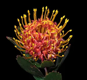 Pincushion Prints: Fine art still life floral color macro of a single isolated red yellow pincushion protea blossom with green leaves