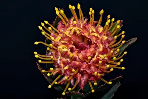 Pincushion Prints: Fine art still life floral color macro of a single isolated red yellow pincushion protea blossom with green leaves