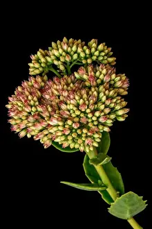 Fine art still life floral color macro of a single isolated stonecrop flower with evolving buds