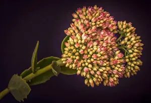 Fine art still life floral color macro of a single isolated stonecrop flower with evolving buds