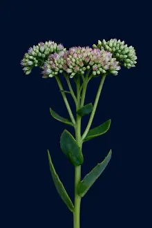 Buds Prints: Fine art still life floral color macro of a single isolated stonecrop flower with evolving buds