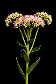 Fine art still life floral color macro of a single isolated stonecrop flower with evolving red white buds