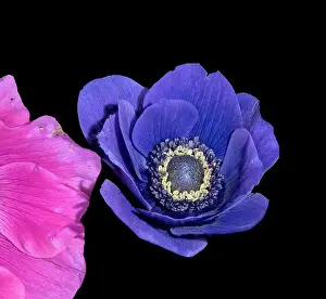 Pistil Prints: Fine art still life floral color macro of a single isolated wide open blue anemone blossom with detailed texture