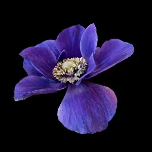 Fine art still life floral color macro of a single isolated wide open blue anemone blossom with detailed texture