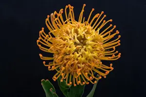 Pincushion Prints: Fine art still life floral color macro of a single isolated yellow pincushion protea blossom with stem