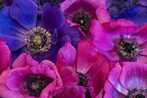 Pistil Prints: Fine art still life floral colorful macro of a bouquet / bunch / collage of pink
