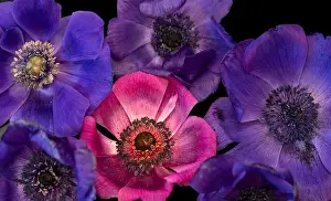 Pistil Prints: Fine art still life floral colorful macro of a bouquet / bunch / collage of pink