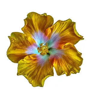Fine art still life floral colorful macro flower photography of asingle isolated blooming yellow red green wide open