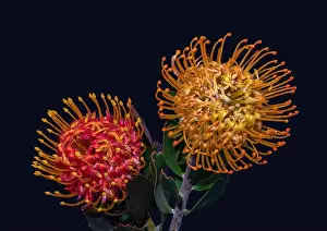 Pincushion Prints: Fine art still life floral colorful macro of a pair of isolated red yellow pincushion protea blossoms with green leaves