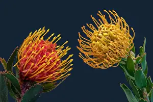 Pincushion Prints: Fine art still life floral colorful macro of a pair of isolated red yellow pincushion protea blossoms with green leaves