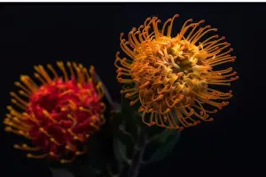 Surrealistic Prints: Fine art still life floral colorful macro of a pair of isolated red yellow pincushion protea blossoms with green leaves