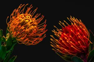 Surrealistic Prints: Fine art still life floral colorful macro of a pair of isolated red yellow pincushion protea blossoms with green leaves