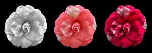 Wide Open Prints: Fine art still life floral colorful macro of three single isolated white pink red black